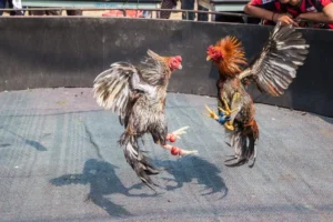 Bí Quyết Chơi Đá Gà GA28 Tại DWIN Giành Thắng Lợi Tuyệt Đối